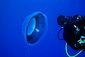 Moon Jellyfish